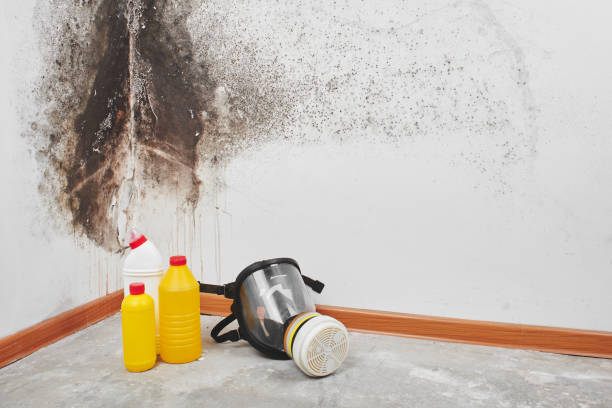 Best Emergency Mold Remediation in Dickson, OK