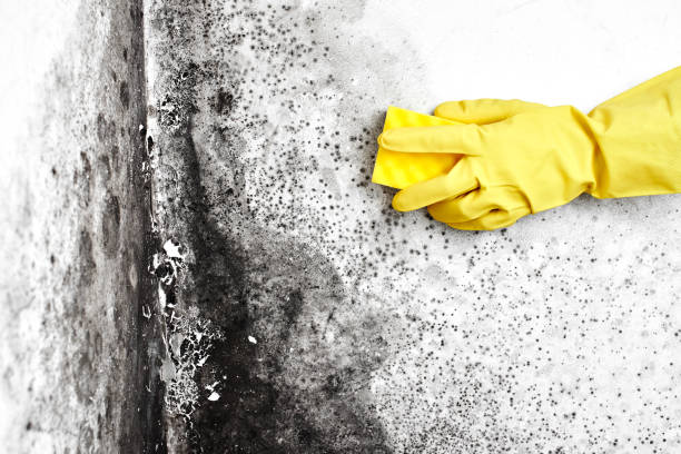 Best Attic Mold Remediation in Dickson, OK