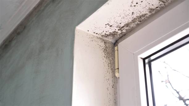 Best Residential Mold Remediation in Dickson, OK