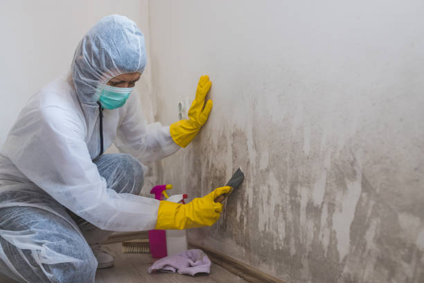 Best Insurance-Related Mold Remediation in Dickson, OK