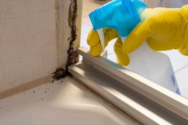 Best White Mold Remediation in Dickson, OK