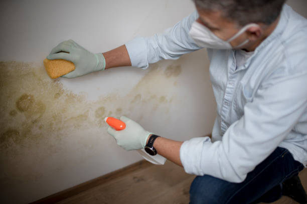 Best Mold Remediation for Specific Building Types in Dickson, OK