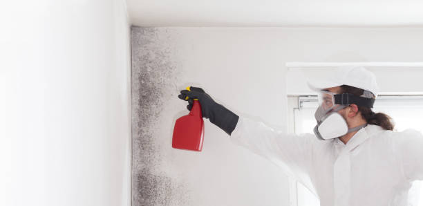 Best Attic Mold Remediation in Dickson, OK
