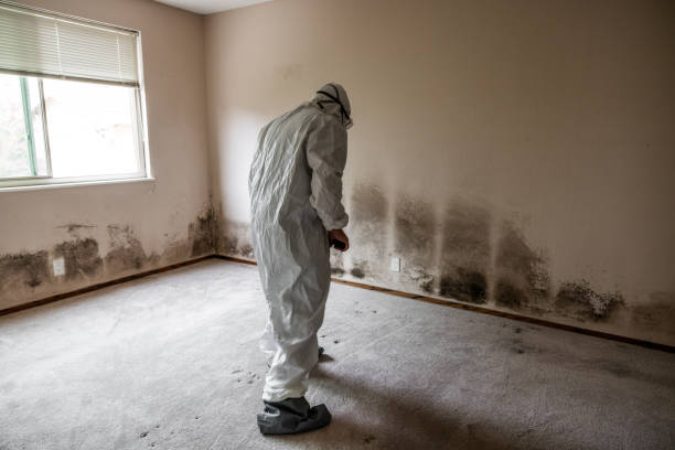 Best Mold Testing and Inspection Services in Dickson, OK