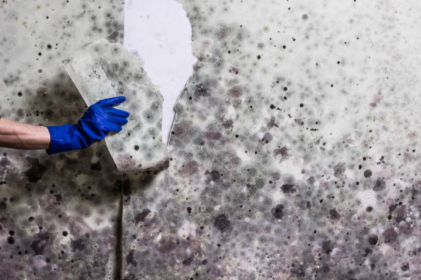 Best Mold Remediation for Specific Building Types in Dickson, OK